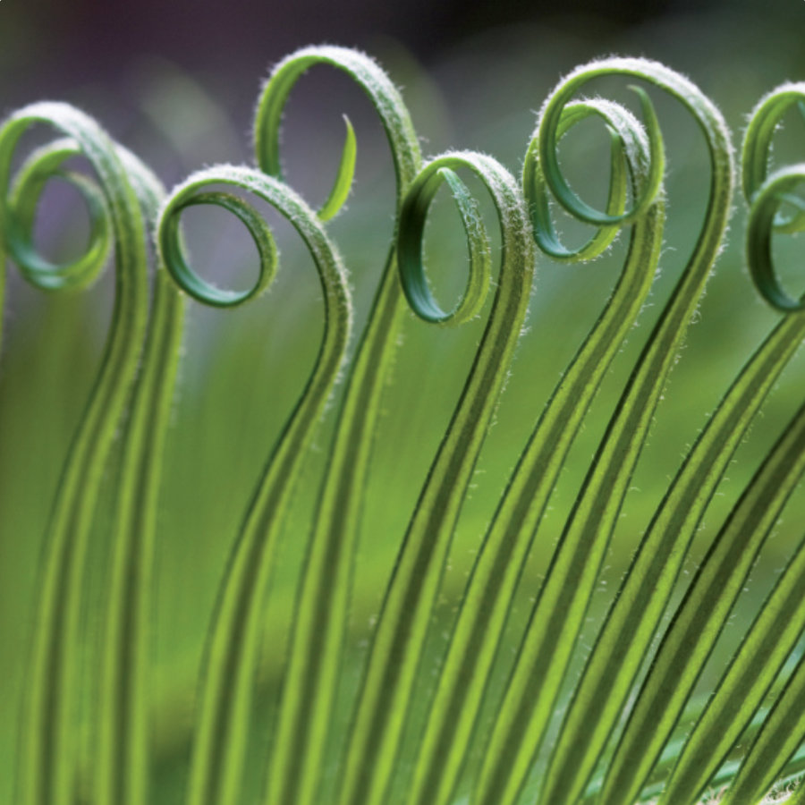 Alexandra Schudel Massagepraxis