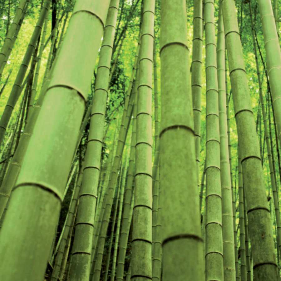 Alexandra Schudel Massagepraxis