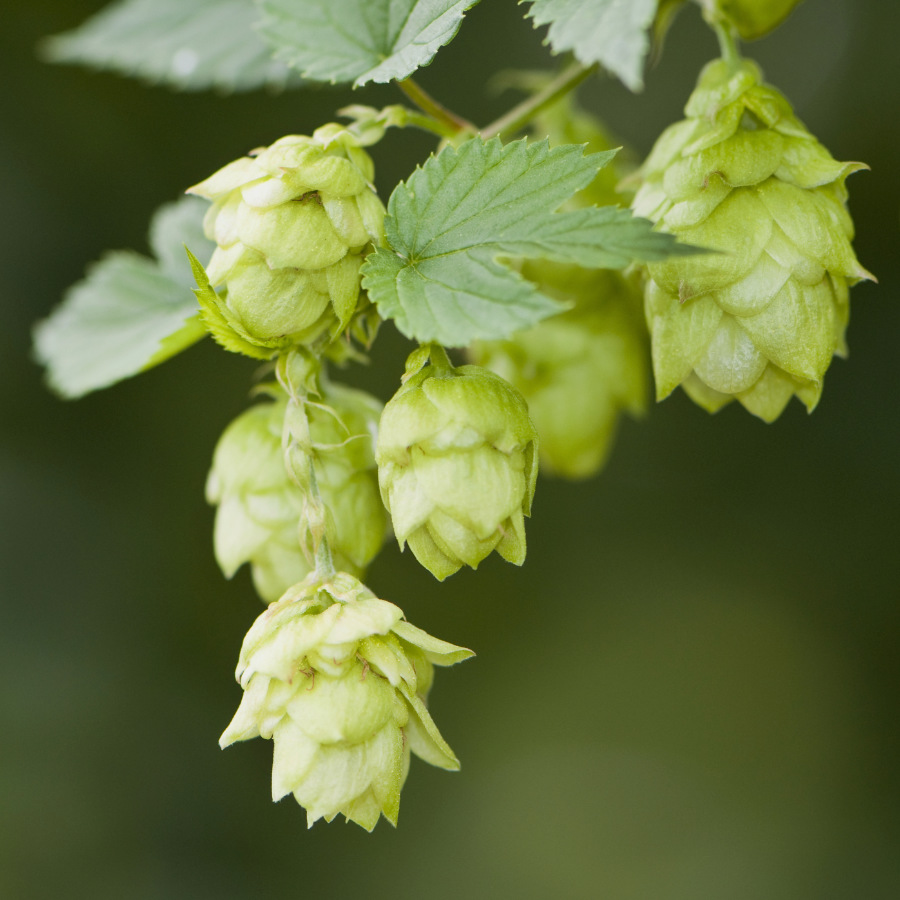 Alexandra Schudel Massagepraxis