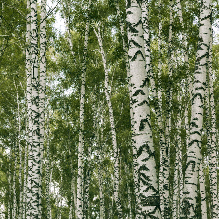 Alexandra Schudel Massagepraxis